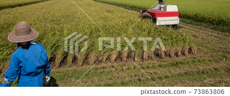 Rice reaping Rice reaping 73863806