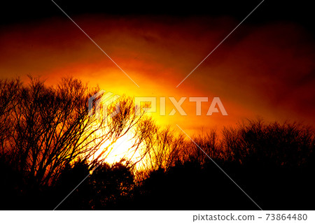 Sunset in the sunlight through the trees 73864480