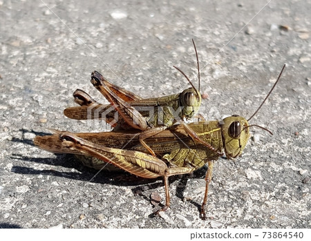 一對蚱hopper 73864540