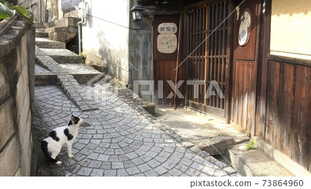 Onomichi, the cat town 73864960