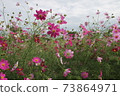 Cosmos in the cloudy 73864971