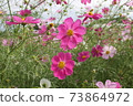 Bright autumn cherry 73864972