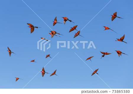 large nesting colony of Northern Carmine Bee-eater 73865380
