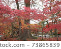 Autumn leaves in Kyoto 73865839
