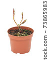 young plant in a flower pot on a white background 73865983
