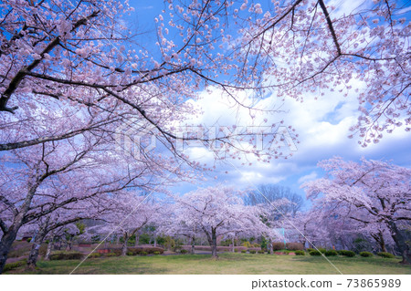 春天松山公園秩父山 73865989