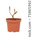 young plant in a flower pot on a white background 73865992