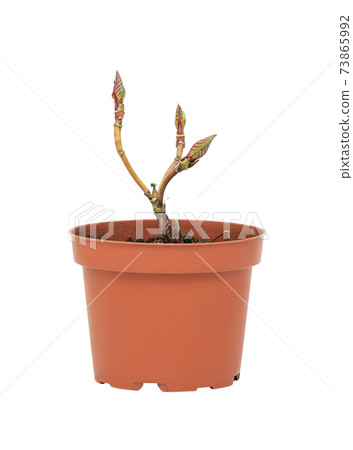 young plant in a flower pot on a white background 73865992