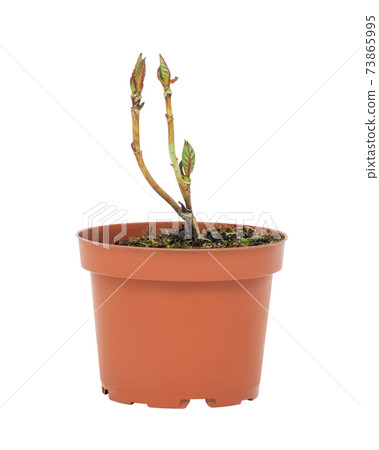 young plant in a flower pot on a white background young plant in a flower pot on a white background 73865995