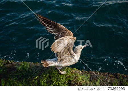 Single seagull is found on the shore of the sea 73866093