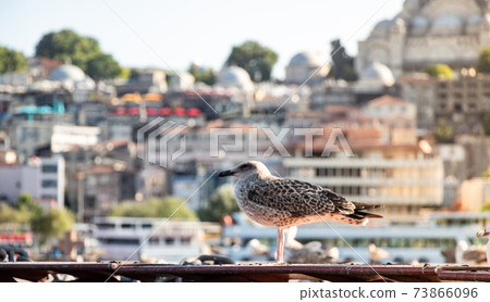 Seagulls flying in sky in Istanbul of Turkey 73866096