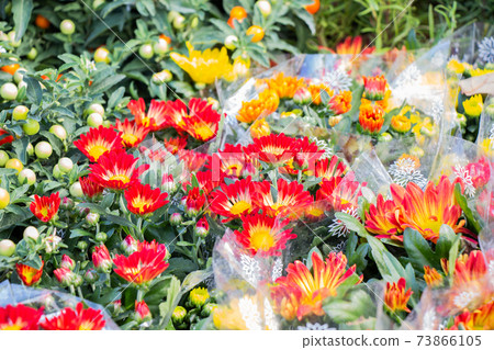 Beautiful blooming flowers for sale outside flower shop Beautiful blooming flowers for sale outside flower shop 73866105