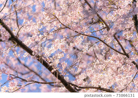 櫻花在一個晴天 73866131