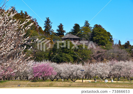 Ume Mito Kairakuen Park 73866653