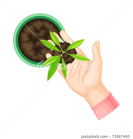 Hand Setting Young Plant or Sprout in Soil in Flower Pot Vector Illustration Hand Setting Young Plant or Sprout in Soil in Flower Pot Vector Illustration 73867495