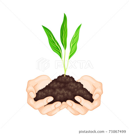 Careful Hands Holding Handful of Soil with Young Shoot or Sprout Growing in It Vector Illustration Careful Hands Holding Handful of Soil with Young Shoot or Sprout Growing in It Vector Illustration 73867499