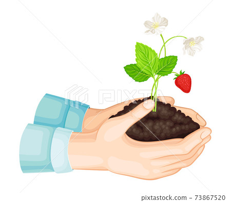Hands Holding Soil with Young Strawberry Plant Growing in It Vector Illustration Hands Holding Soil with Young Strawberry Plant Growing in It Vector Illustration 73867520