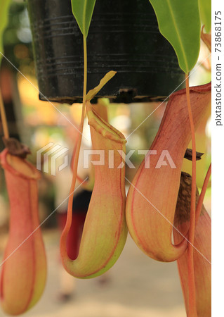 Monkey cups or Tropical pitcher plants or Sarracenia carnivorous plant (Nepenthes gracilis Korth.) which is a fly or insect trap in the form of a pitcher. Monkey cups or Tropical pitcher plants or Sarracenia carnivorous plant (Nepenthes gracilis Korth.) which is a fly or insect trap in the form of a pitcher. 73868175