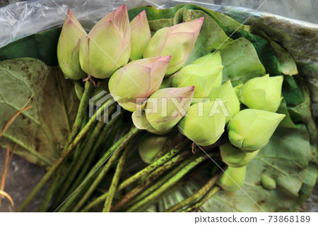 Two color lotus bud flowers on lotus leaf. Buddhism offerings. 73868189