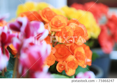 Colorful Begonia flowers, summer garden background. 73868247