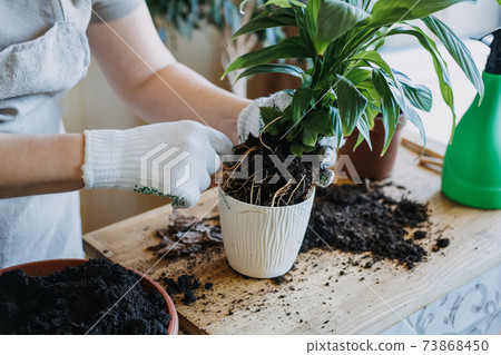 Spring Houseplant Care, Waking Up Indoor Plants for Spring. Woman is transplanting plant into new pot at home. Gardener transplant plant Spathiphyllum 73868450