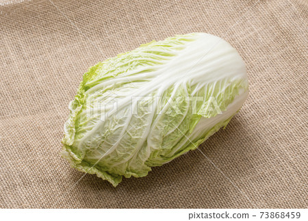 Freshly harvested Chinese cabbage, leafy vegetables, winter vegetables, image material Freshly harvested Chinese cabbage, leafy vegetables, winter vegetables, image material 73868459