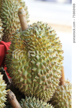 Durian sell at local farm market, King of fruits. 73868488