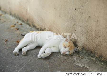 White cat lying down on ground and half looking at camera with sleepy eyes. White cat lying down on ground and half looking at camera with sleepy eyes. 73868505