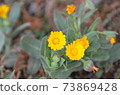 Calendula calendula 73869428