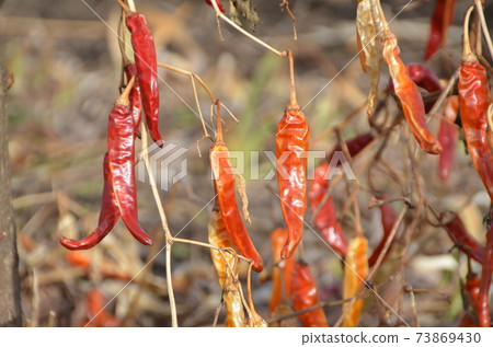  Red peppers 73869430