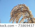 Miscanthus 73869437
