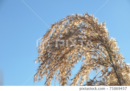 Miscanthus 73869437