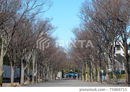 A row of zelkova trees in Yoyogi Park (a row of zelkova trees in Yoyogi Park) A row of zelkova trees in Yoyogi Park (a row of zelkova trees in Yoyogi Park) 73869715