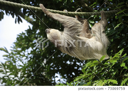 Omuta City Omuta City Zoo Sloth, Omuta City Omuta City Zoo Sloth, 73869759