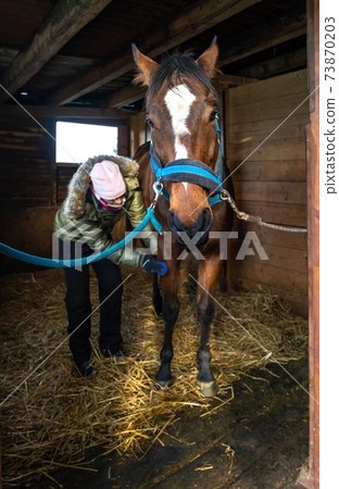 Caring for horses in the stables. combing hair with the help of brushing Caring for horses in the stables. combing hair with the help of brushing 73870203