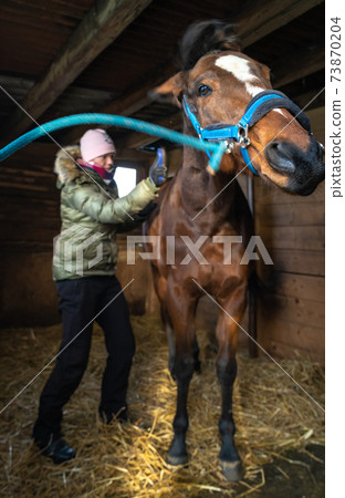 cleaning horses with the help of brushes in the barn cleaning horses with the help of brushes in the barn 73870204