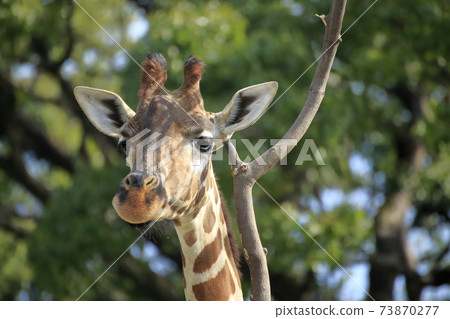 大牟田市大牟田市動物園長頸鹿, 大牟田市大牟田市動物園長頸鹿, 73870277