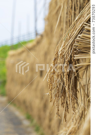 Autumn tradition 73870293