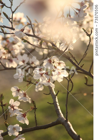 Sakura illuminated by the setting sun! Nice natural landscape in the countryside 73870506