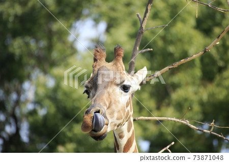 Omuta City Omuta City Zoo Giraffe, 73871048