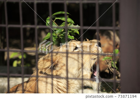 Omuta City Omuta City Zoo Lion, Omuta City Omuta City Zoo Lion, 73871194