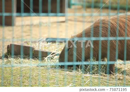 大牟田市大牟田市動物園水豚, 大牟田市大牟田市動物園水豚, 73871195
