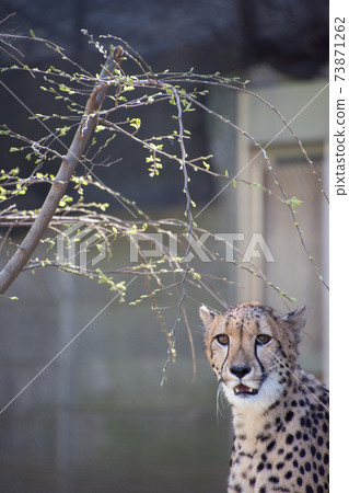 獵豹 獵豹 73871262