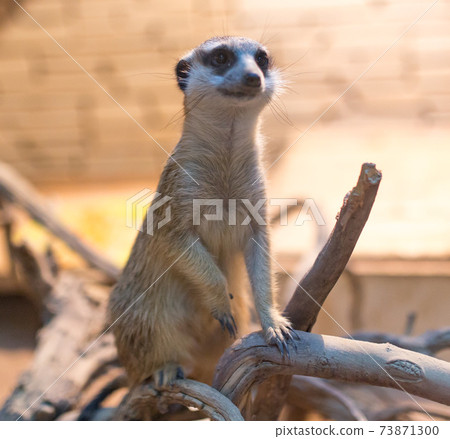 Portrait of a gopher in the zoo Portrait of a gopher in the zoo 73871300