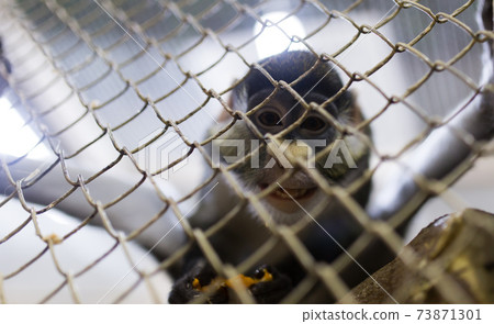 Monkey in a cage in a zoo Monkey in a cage in a zoo 73871301
