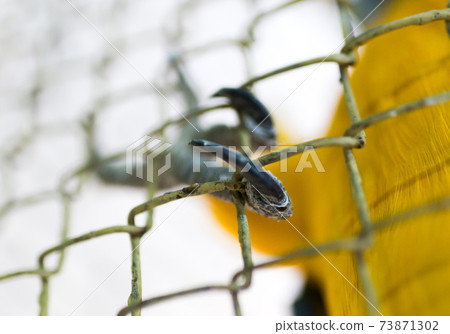 The parrot's paw in the cage The parrot's paw in the cage 73871302