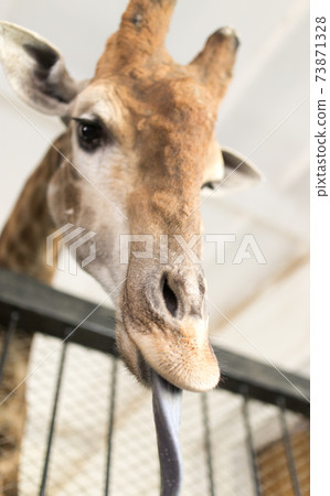 Head of a giraffe in a zoo. Head of a giraffe in a zoo. 73871328