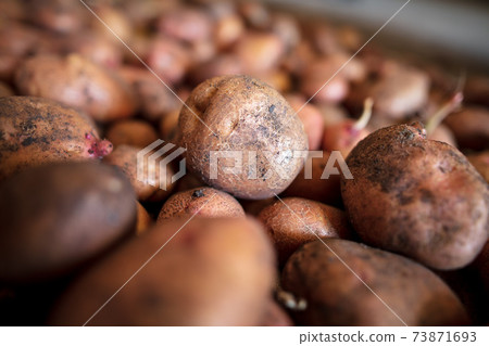 Potato harvest in the cellar as a background Potato harvest in the cellar as a background 73871693