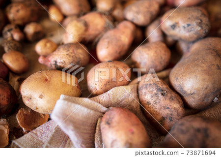 Potato harvest in the cellar as a background 73871694