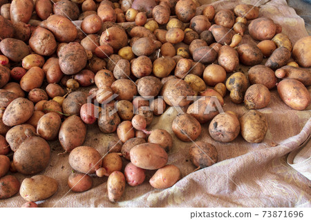 Potato harvest in the cellar as a background Potato harvest in the cellar as a background 73871696